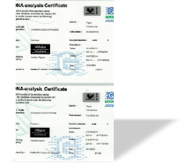 DNA Analyse 62083122012024.jpg