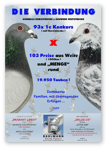 BRABANTS BEST COLLAGE 2018.jpg