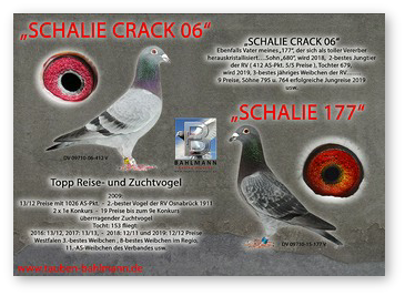 COL 412 x 177 B Steinbrink.jpg