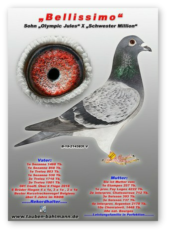 B19-2143831 NEW COLLAGE.jpg