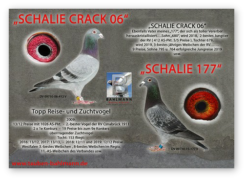 COL 412 x 177 B Steinbrink.jpg