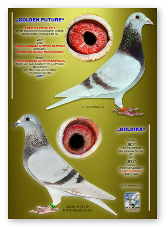 GOLDEN FUTURE x GOLDIKA.jpg