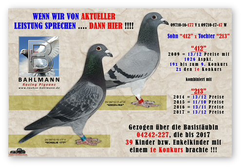 Collage 177 x 47.jpg