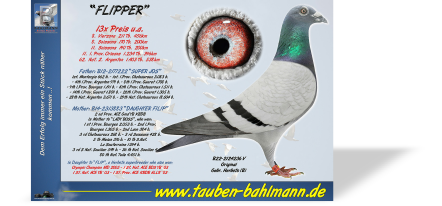 FLIPPERN.jpg